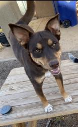 Reunited Female Dog last seen Crane and red Robin, Albuquerque, NM 87121