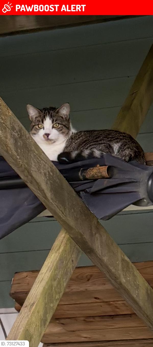 Lost Male Cat last seen The grounds cafe, Portugal Cove-St. Philip's, NL A1M 3B1