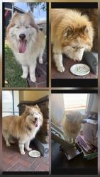 Found/Stray Unknown Dog last seen Grand & Gladstone, Glendora, CA 91740