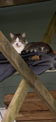 Lost Male Cat last seen The grounds cafe, Portugal Cove-St. Philip's, NL A1M 3B1