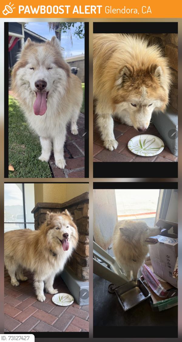 Found/Stray Unknown Dog last seen Grand & Gladstone, Glendora, CA 91740