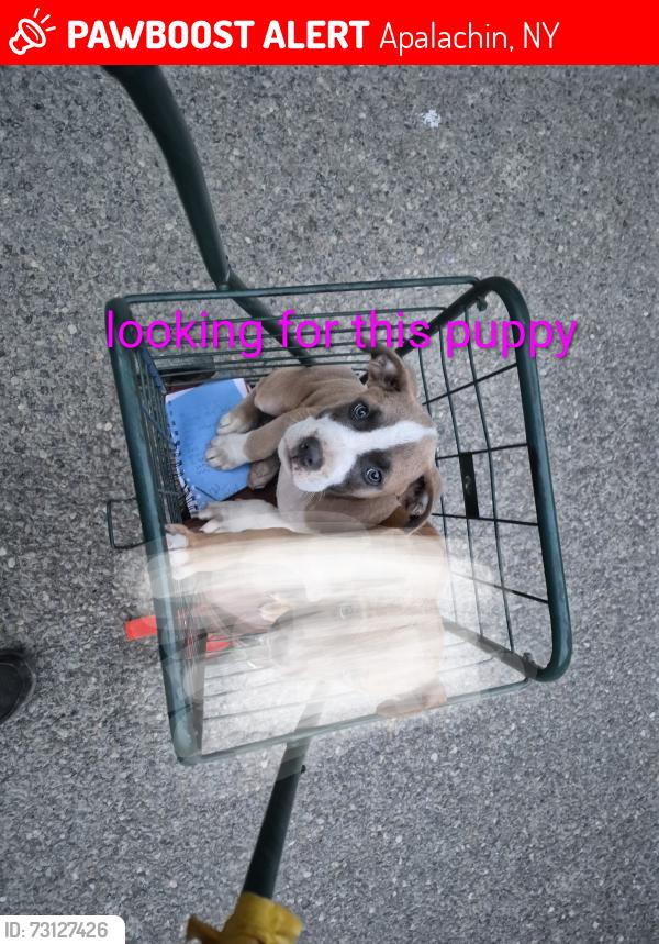 Lost Male Dog last seen Apalachin new york on Pennsylvania ave almost to the dandy in m little meadows pa, Apalachin, NY 13732