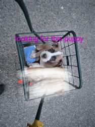 Lost Male Dog last seen Apalachin new york on Pennsylvania ave almost to the dandy in m little meadows pa, Apalachin, NY 13732