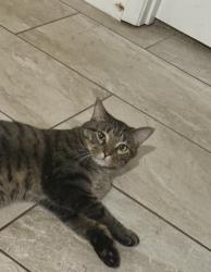 Reunited Male Cat last seen Countryside South pool, League City, TX 77573
