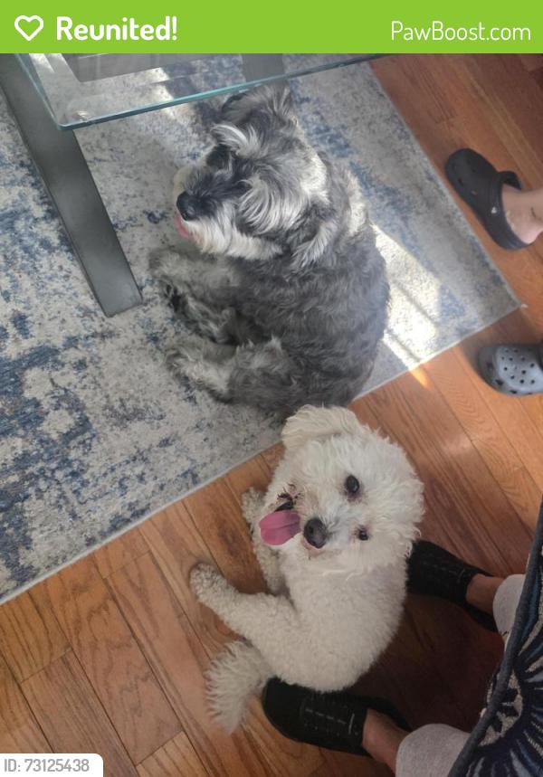 Reunited Male Dog last seen Clifton ave and Bloomfield ave Newark, Newark, NJ 07104