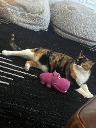 Reunited Female Cat last seen Behind Pomona highscho neighborhood, Westminster, CO 80005
