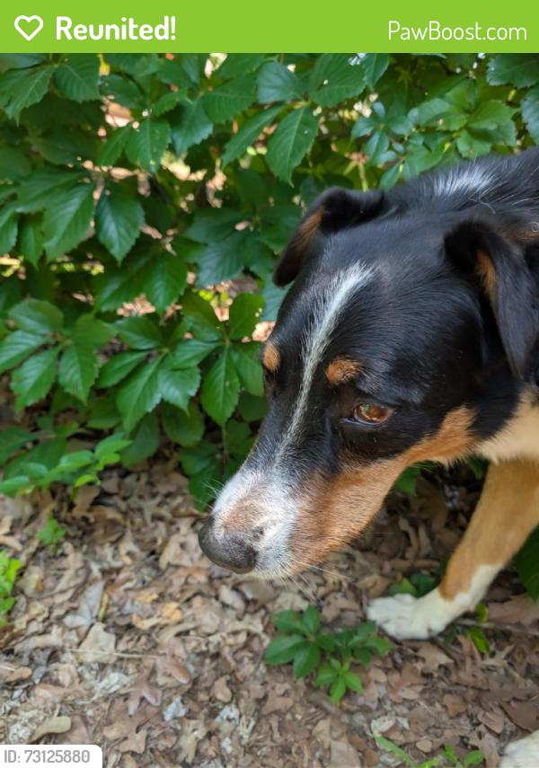 Reunited Male Dog last seen East Drive and Willment Pl, Edmond, OK 73034