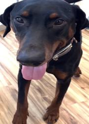 Found/Stray Male Dog last seen Near Holly Dr, Richardson, TX 75080