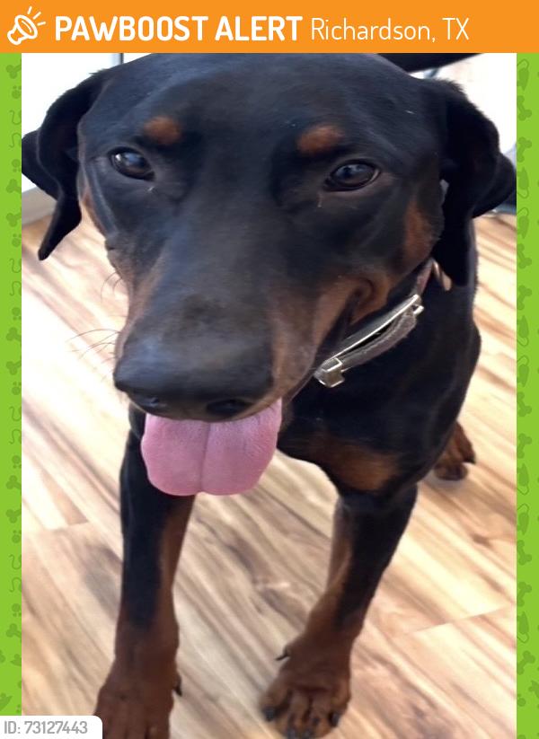 Found/Stray Male Dog last seen Near Holly Dr, Richardson, TX 75080