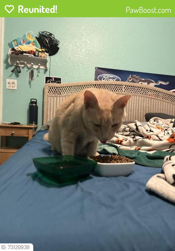 Reunited Male Cat last seen Near 15th Street palm harbor, Palm Harbor, FL 34683