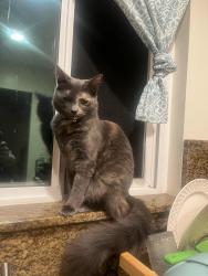 Lost Female Cat last seen Medford St, El Cajon, CA 92020