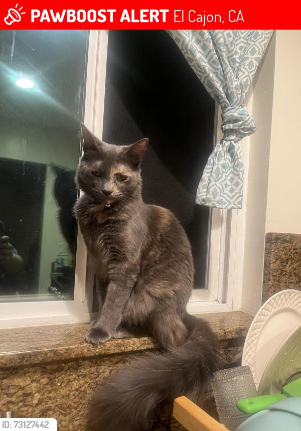 Lost Female Cat last seen Medford St, El Cajon, CA 92020