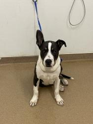 Shelter Stray Male Dog last seen TENNYSON, 16 Barnes Ct, Hayward, CA 94544, USA