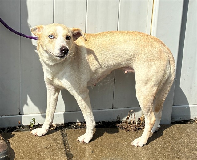 Shelter Stray Female Dog last seen Near BLOCK CRAIG AVE, 3528 Newburg Rd, Louisville, KY 40218, USA