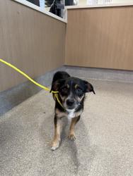 Shelter Stray Male Dog last seen Near BLOCK OUTER LOOP, 3528 Newburg Rd, Louisville, KY 40218, USA