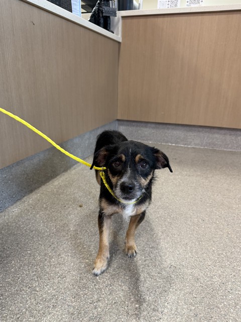 Shelter Stray Male Dog last seen Near BLOCK OUTER LOOP, 3528 Newburg Rd, Louisville, KY 40218, USA