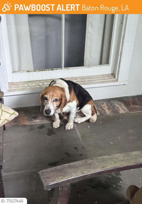 Found/Stray Male Dog last seen Woodlake Lane & S Harrells, Baton Rouge, LA 70816