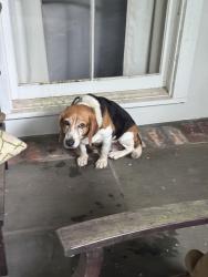 Found/Stray Male Dog last seen Woodlake Lane & S Harrells, Baton Rouge, LA 70816