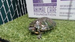 Shelter Stray Male Other last seen , 11258 Garfield Ave, Downey, CA 90242, USA