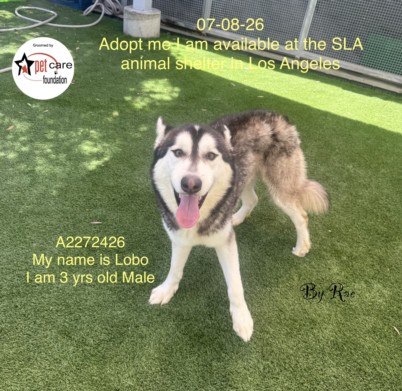Shelter Stray Male Dog last seen , 1850 W 60th St, Los Angeles, CA 90047, USA