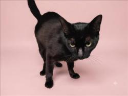 Shelter Stray Female Cat last seen , 1850 W 60th St, Los Angeles, CA 90047, USA