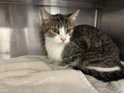 Shelter Stray Female Cat last seen , 1850 W 60th St, Los Angeles, CA 90047, USA