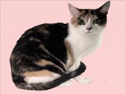 Shelter Stray Female Cat last seen , 1850 W 60th St, Los Angeles, CA 90047, USA