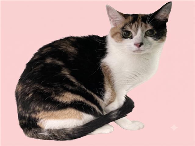 Shelter Stray Female Cat last seen , 1850 W 60th St, Los Angeles, CA 90047, USA