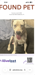 Found/Stray Male Dog last seen Cherry ln, White Settlement, TX 76108