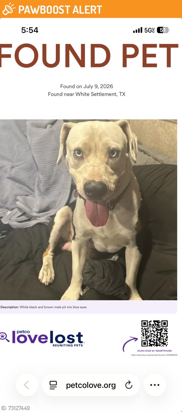 Found/Stray Male Dog last seen Cherry ln, White Settlement, TX 76108