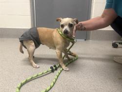 Shelter Stray Female Dog last seen ENGLISH COLONY AND SWETZER RD, 11232 B Ave, Auburn, CA 95603, USA