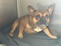 Shelter Stray Female Dog last seen , 5210 W Ave I, Lancaster, CA 93536, USA