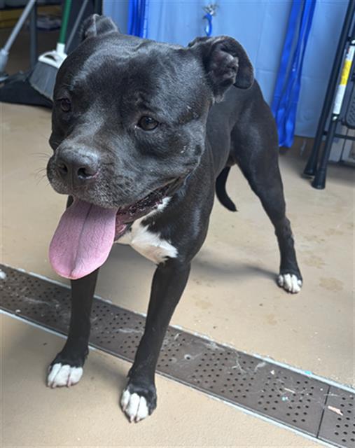 Shelter Stray Male Dog last seen C ST & N DEL MAR AVE, 130 Beyer Way, Chula Vista, CA 91911, USA