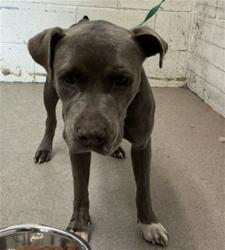 Shelter Stray Female Dog last seen VALENCIA AND LOCUST, 333 Chandler Pl, San Bernardino, CA 92408, USA