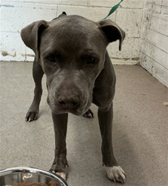 Shelter Stray Female Dog last seen VALENCIA AND LOCUST, 333 Chandler Pl, San Bernardino, CA 92408, USA
