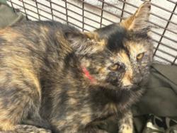 Shelter Stray Female Cat last seen , West Valley Animal Shelter, 20655 Plummer St, Chatsworth, CA 91311, USA