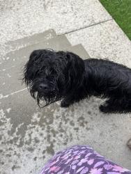Reunited Male Dog last seen Grass Creek CT, Murfreesboro, TN 37127