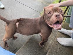 Found/Stray Male Dog last seen Livingston St, Asheville, NC 28801