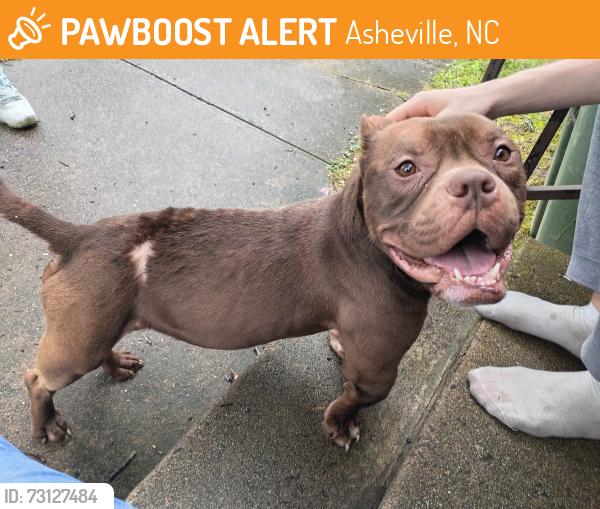 Found/Stray Male Dog last seen Livingston St, Asheville, NC 28801