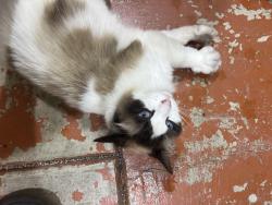 Reunited Unknown Cat last seen Lower Emerald Hills Lake, Emerald Hills, CA 94062