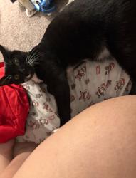 Reunited Male Cat last seen Riverwood Hights apmts, Portland, OR 97224