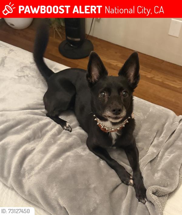Lost Female Dog last seen Near C AVE, National City, CA 91950