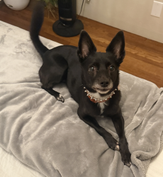 Lost Female Dog last seen Near C AVE, National City, CA 91950