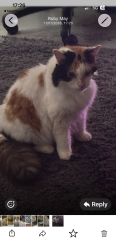 Lost Female Cat last seen Sw196sn, Greater London, England 