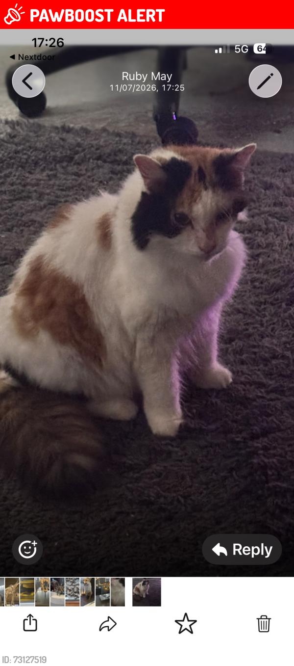 Lost Female Cat last seen Sw196sn, Greater London, England 