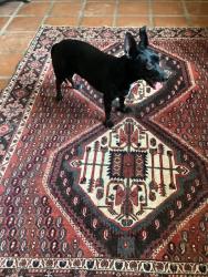 Reunited Female Dog last seen Oracle and las Lomitas, Tucson, AZ 85704