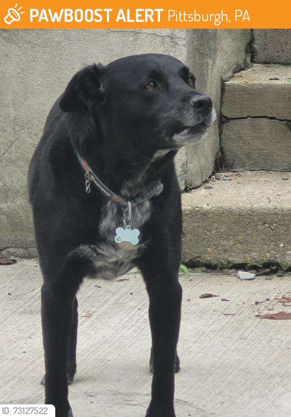 Found/Stray Unknown Dog last seen Near Southern Avenue. Across from Kavsar restaurant on Southern Ave, Pittsburgh, PA 15211