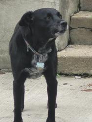 Found/Stray Unknown Dog last seen Near Southern Avenue. Across from Kavsar restaurant on Southern Ave, Pittsburgh, PA 15211