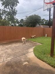 Found/Stray Female Dog last seen College Park Dr and Columbia Ln, Deer Park, TX 77536
