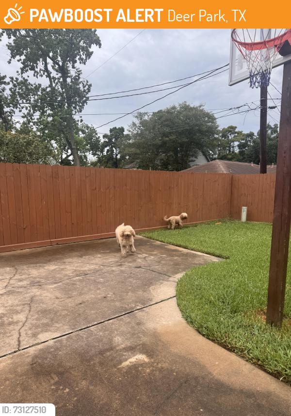 Found/Stray Female Dog last seen College Park Dr and Columbia Ln, Deer Park, TX 77536